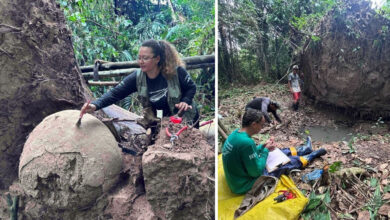 Árvore cai na Amazônia e revela mistério arqueológico milenar, contendo sete urnas funerárias sob suas raízes