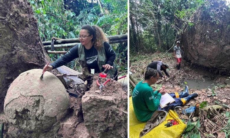 Árvore cai na Amazônia e revela mistério arqueológico milenar, contendo sete urnas funerárias sob suas raízes