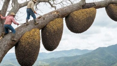 Em penhascos de até 90 m, caçadores de mel colhem mel silvestre que pode virar o mel mais valioso do mundo, enquanto a apicultura segue produzindo o mel comum que chega ao mercado.