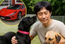 Aos 54 anos, empresário japonês vende Ferrari, encerra a própria empresa e dedica toda a fortuna para criar abrigo que resgata cães maltratados e planeja acolher 300 animais até 2028