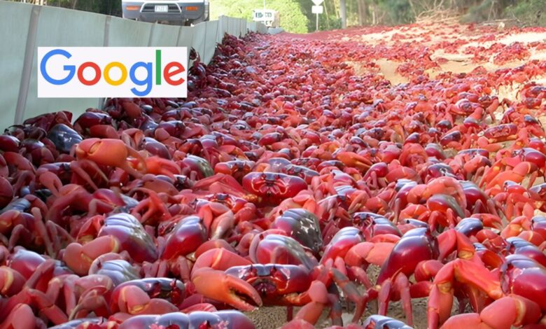 O Google anuncia novos planos de cabos submarinos na Ilha do Natal, território australiano com 1.500 habitantes e 120 milhões de caranguejos. Entenda por que o local é estratégico para a tecnologia global.