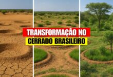 Projetos no semiárido mostram como agroflorestas recuperam solo degradado e aumentam a produção de alimentos em regiões vulneráveis do Brasil.