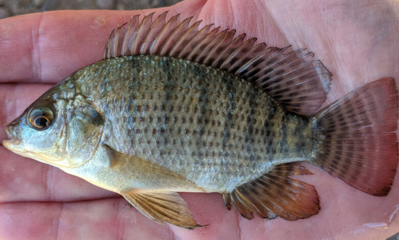 Pesquisadores revelam que pele de peixe comum no bioma brasileiro pode reverter a cegueira em cães e virar tratamento mais barato do país