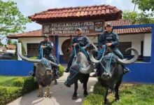 Policiais militares montados em búfalos em frente ao 8º BPM da Polícia Militar do Pará, na Ilha do Marajó, realizando policiamento adaptado a áreas alagadas.