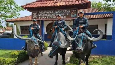 Policiais militares montados em búfalos em frente ao 8º BPM da Polícia Militar do Pará, na Ilha do Marajó, realizando policiamento adaptado a áreas alagadas.