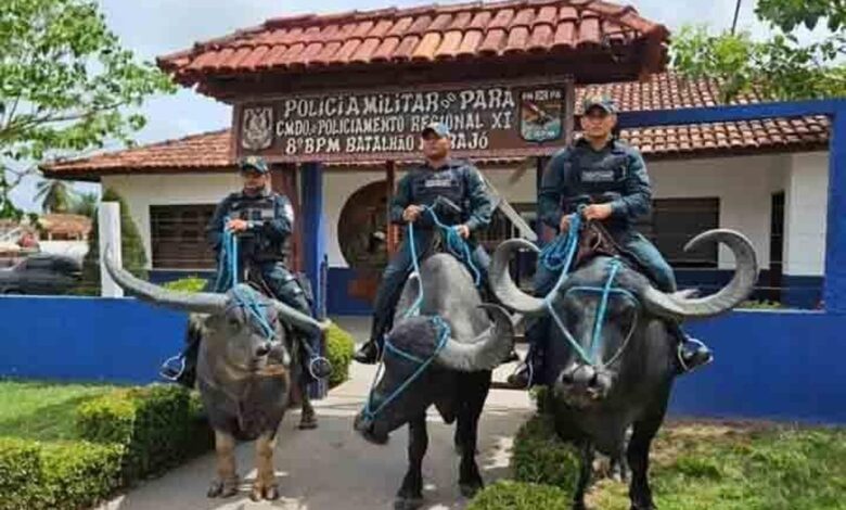 Policiais militares montados em búfalos em frente ao 8º BPM da Polícia Militar do Pará, na Ilha do Marajó, realizando policiamento adaptado a áreas alagadas.