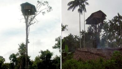 Tribo, Floresta, Korowai