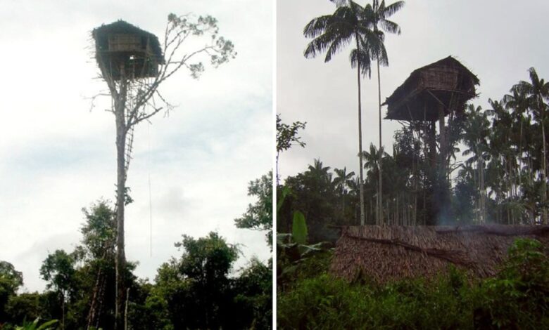 Tribo, Floresta, Korowai