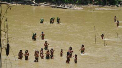 Uma das últimas tribos isoladas da Amazônia reaparece nas margens de um rio, cercada pelo avanço de madeireiros