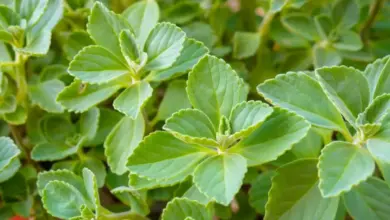 Boldo-do-chile: 7 benefícios para a saúde e dicas de uso diário