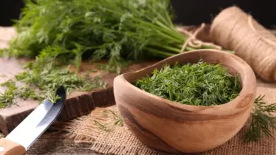 Endro: poderoso aliado da saúde com benefícios que vão além da cozinha