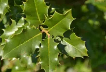 Espinheira-santa: 8 benefícios para a saúde e como usá-la