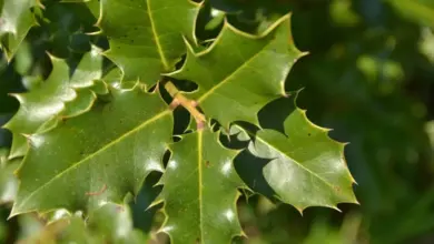 Espinheira-santa: 8 benefícios para a saúde e como usá-la