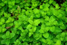 Hortelã: 7 benefícios da planta para a saúde e como usá-la