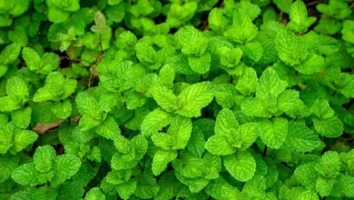 Hortelã: 7 benefícios da planta para a saúde e como usá-la