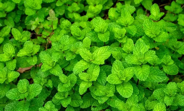 Hortelã: 7 benefícios da planta para a saúde e como usá-la