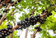 Jabuticaba: 7 benefícios da fruta para a saúde e como cultivá-la