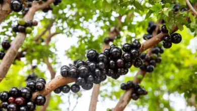 Jabuticaba: 7 benefícios da fruta para a saúde e como cultivá-la