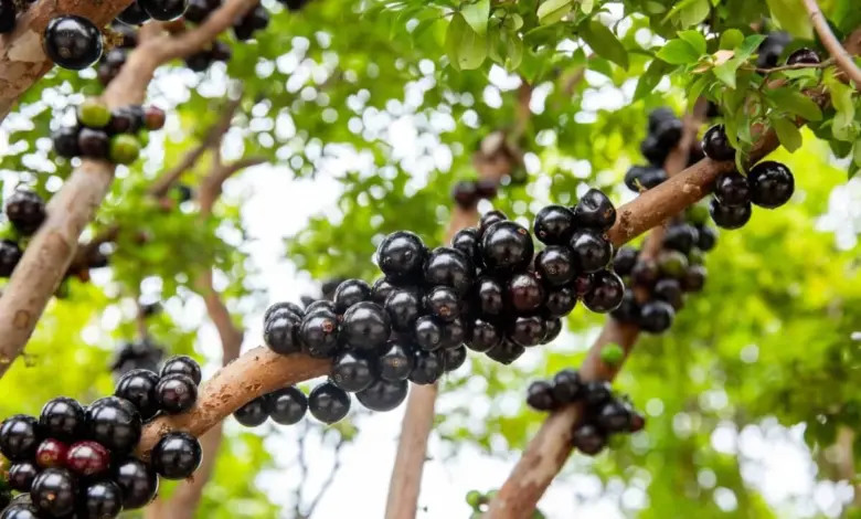 Jabuticaba: 7 benefícios da fruta para a saúde e como cultivá-la
