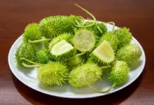 Maxixe ajuda a emagrecer? Veja 6 benefícios do vegetal e como incluir na dieta