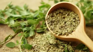 Orégano: benefícios da erva aromática e dicas para cultivar em casa
