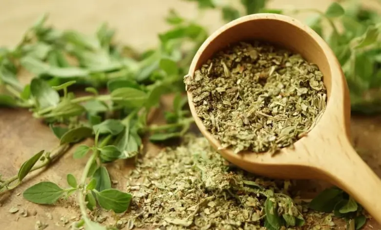 Orégano: benefícios da erva aromática e dicas para cultivar em casa