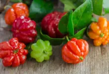 Pitanga: como cultivar em pequenos espaços e aproveitar seus benefícios para a saúde