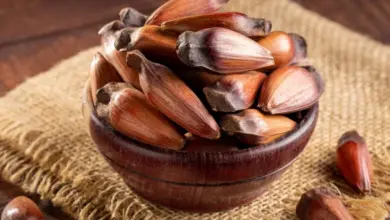 Benefícios do pinhão: veja 5 motivos para consumir e como aproveitar o alimento