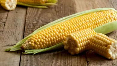 8 motivos para incluir o milho na alimentação