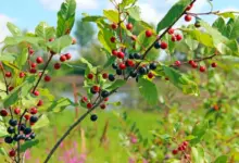 Frângula: para que serve, benefícios e como fazer o chá da planta