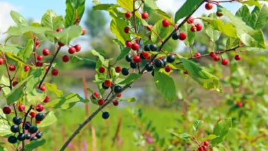 Frângula: para que serve, benefícios e como fazer o chá da planta