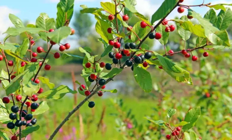 Frângula: para que serve, benefícios e como fazer o chá da planta