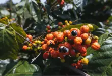 Guaraná: 6 benefícios para a saúde e como usar a planta corretamente