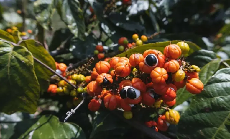 Guaraná: 6 benefícios para a saúde e como usar a planta corretamente