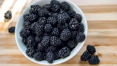 Rica em antioxidantes: conheça os benefícios da amora para a saúde