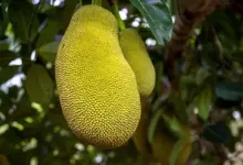 Jaca: 7 benefícios da fruta para a saúde e formas criativas de consumo
