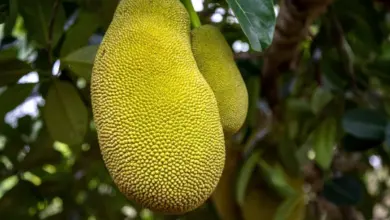 Jaca: 7 benefícios da fruta para a saúde e formas criativas de consumo