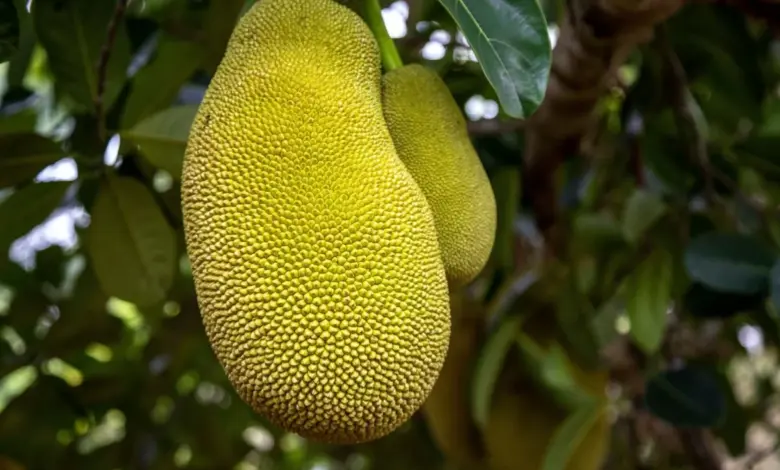 Jaca: 7 benefícios da fruta para a saúde e formas criativas de consumo