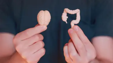Conexão direta entre cérebro e intestino é capaz de influenciar a digestão, o trânsito intestinal e até a composição da microbiota (Imagem: Chizhevskaya Ekaterina
