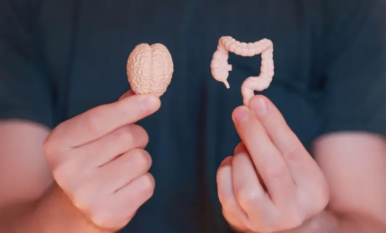 Conexão direta entre cérebro e intestino é capaz de influenciar a digestão, o trânsito intestinal e até a composição da microbiota (Imagem: Chizhevskaya Ekaterina