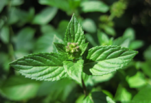 O levanta é amplamente cultivado por seu aroma característico, sabor refrescante e propriedades medicinais (Imagem: Karl R
