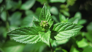 O levanta é amplamente cultivado por seu aroma característico, sabor refrescante e propriedades medicinais (Imagem: Karl R