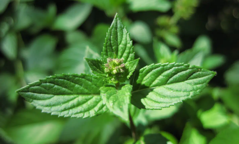 O levanta é amplamente cultivado por seu aroma característico, sabor refrescante e propriedades medicinais (Imagem: Karl R