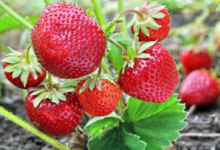 O morango é uma fruta versátil, nutritiva e benéfica para a saúde (Imagem: yuris