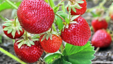 O morango é uma fruta versátil, nutritiva e benéfica para a saúde (Imagem: yuris
