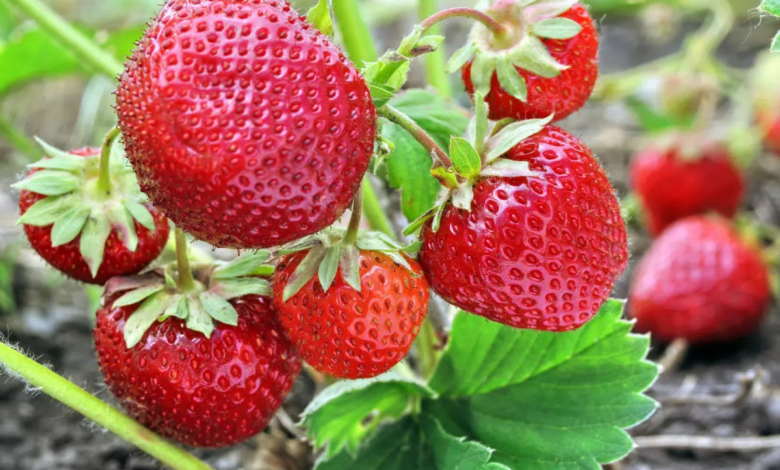 O morango é uma fruta versátil, nutritiva e benéfica para a saúde (Imagem: yuris