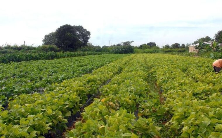 Crédito de R$ 64,3 milhões para segurança alimentar indígena