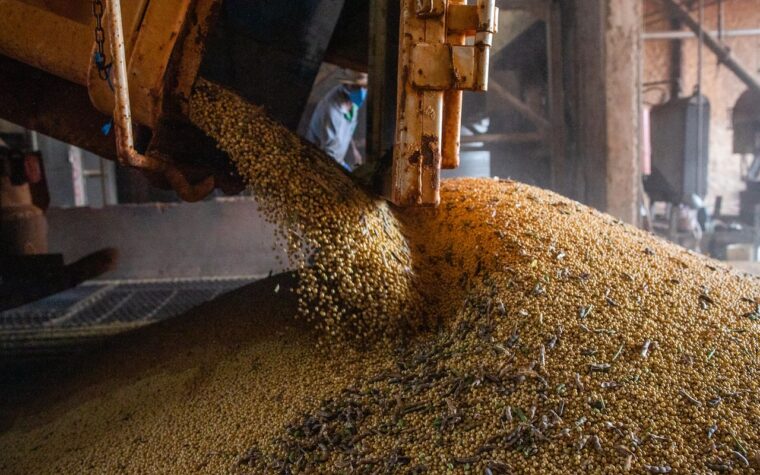 Produção de grãos no Brasil deve crescer mesmo com El Niño