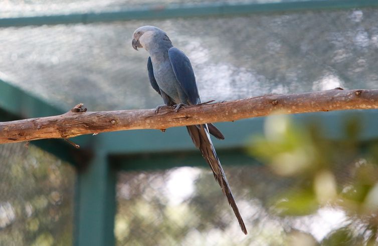 Inicia hoje em Yerevan conferência mundial sobre biodiversidade