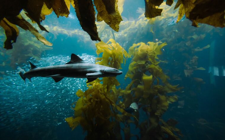Manglares de Guatemala, refugio crucial para tiburones martillo